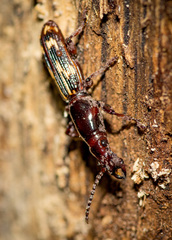 Arrhenodes minutus
