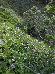 Neotoma fuscipes annectens