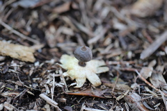 Geastrum tenuipes