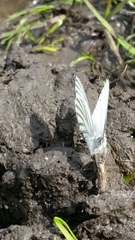 Pieris marginalis venosa