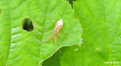 Gorpis brevilineatus