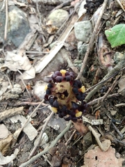 Bdallophytum americanum
