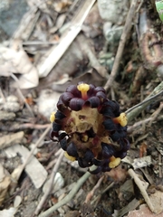 Bdallophytum americanum