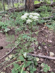 Ligusticum porteri