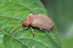 Menippus cynicus