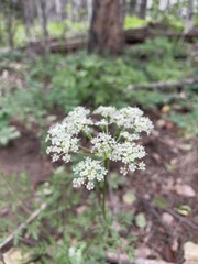 Ligusticum porteri