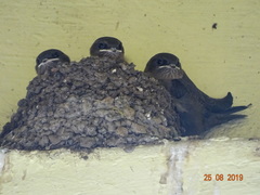 Ptyonoprogne concolor