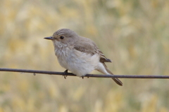 Spotted Flycatcher photo 1
