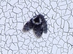 Lepiseodina conspicua