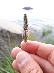 Alopecurus arundinaceus