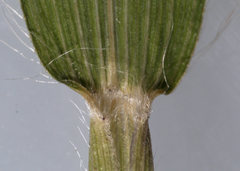 Dichanthelium xanthophysum