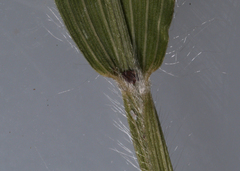 Dichanthelium xanthophysum