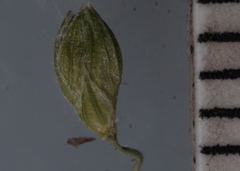 Dichanthelium xanthophysum