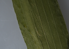 Dichanthelium xanthophysum