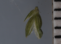 Dichanthelium xanthophysum