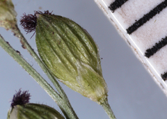 Dichanthelium xanthophysum