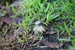 Geastrum tenuipes