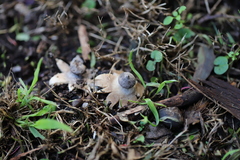 Geastrum tenuipes