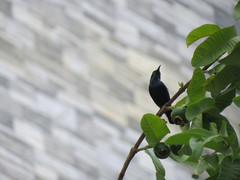 Cinnyris asiaticus