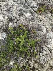 Adiantum capillus-veneris