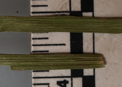 Dichanthelium depauperatum