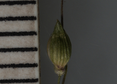 Dichanthelium depauperatum