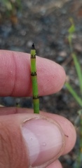Equisetum × nelsonii