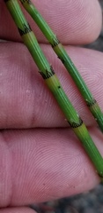 Equisetum × nelsonii