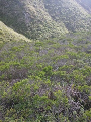 Neotoma fuscipes annectens