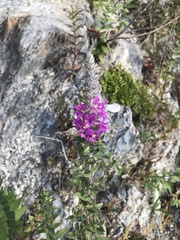 Lythrum salicaria