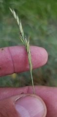 Festuca trachyphylla