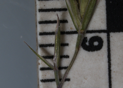 Festuca trachyphylla