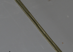 Festuca trachyphylla