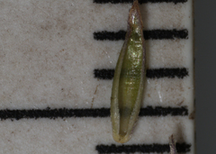 Festuca trachyphylla