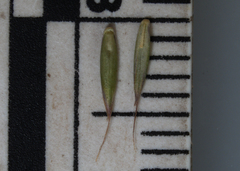 Festuca trachyphylla