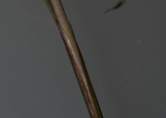 Festuca trachyphylla