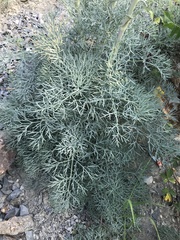 Seseli ponticum