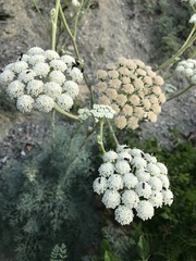 Seseli ponticum