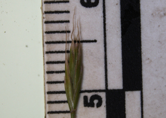Festuca trachyphylla