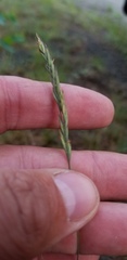 Festuca trachyphylla