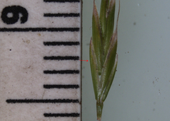 Festuca trachyphylla