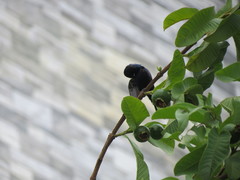 Cinnyris asiaticus
