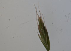 Festuca trachyphylla