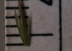 Festuca trachyphylla