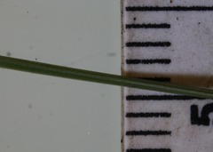 Festuca trachyphylla