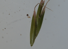 Festuca trachyphylla