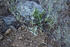 Lessingia micradenia micradenia
