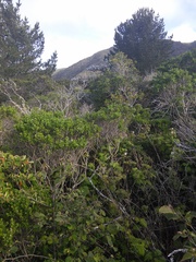 Neotoma fuscipes annectens