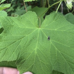Anacampsis conclusella