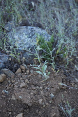 Lessingia micradenia micradenia